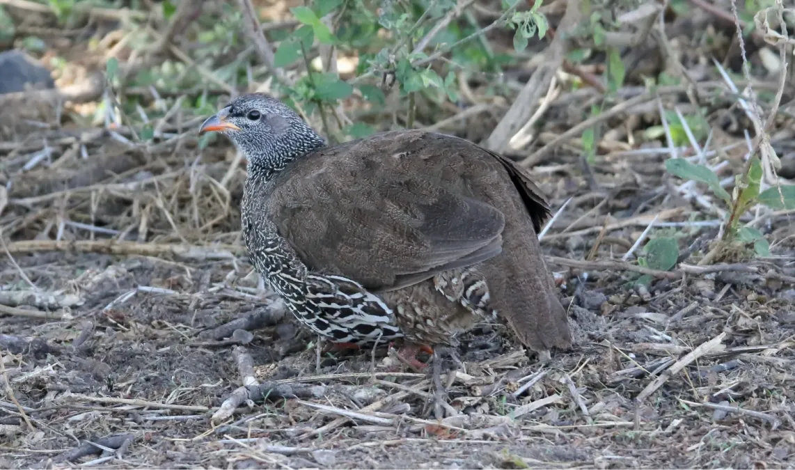 File:Hildebrandt's Francolin (Pternistis hildebrandti) (44728587530).jpg