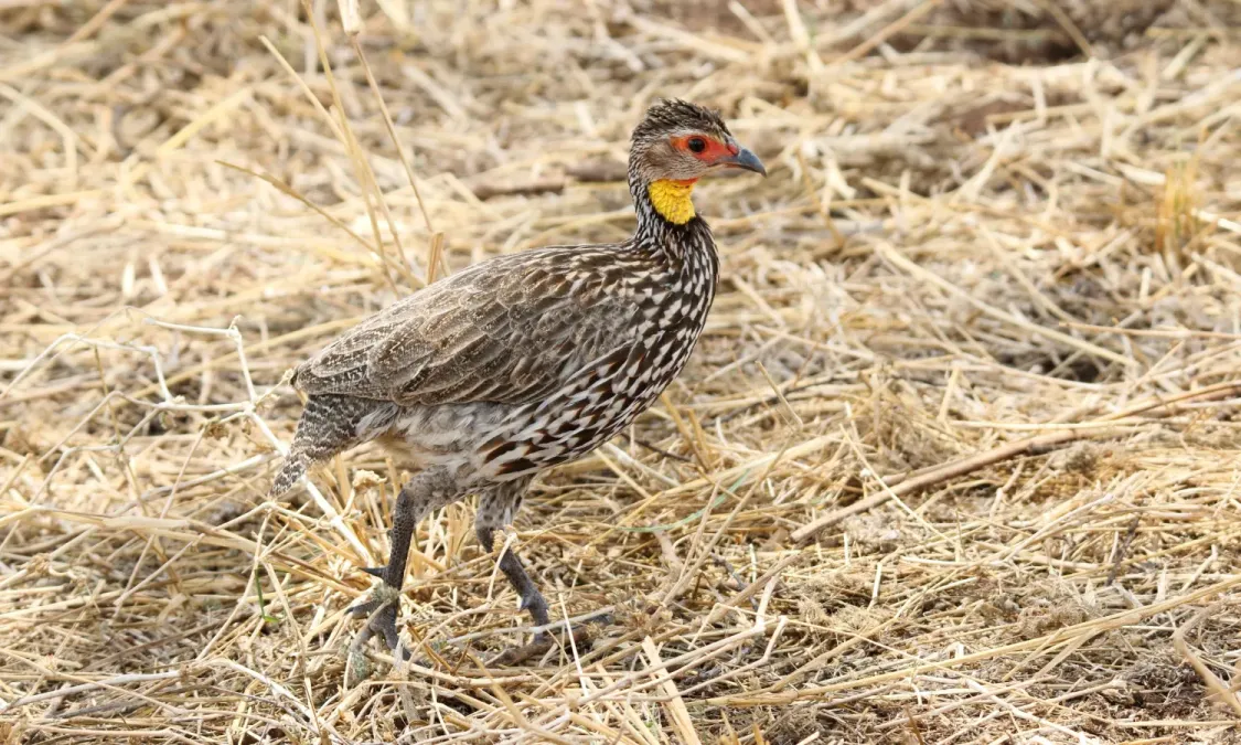 File:Yellow-necked Francolin (Pternistis leucoscepus) (46543323991).jpg
