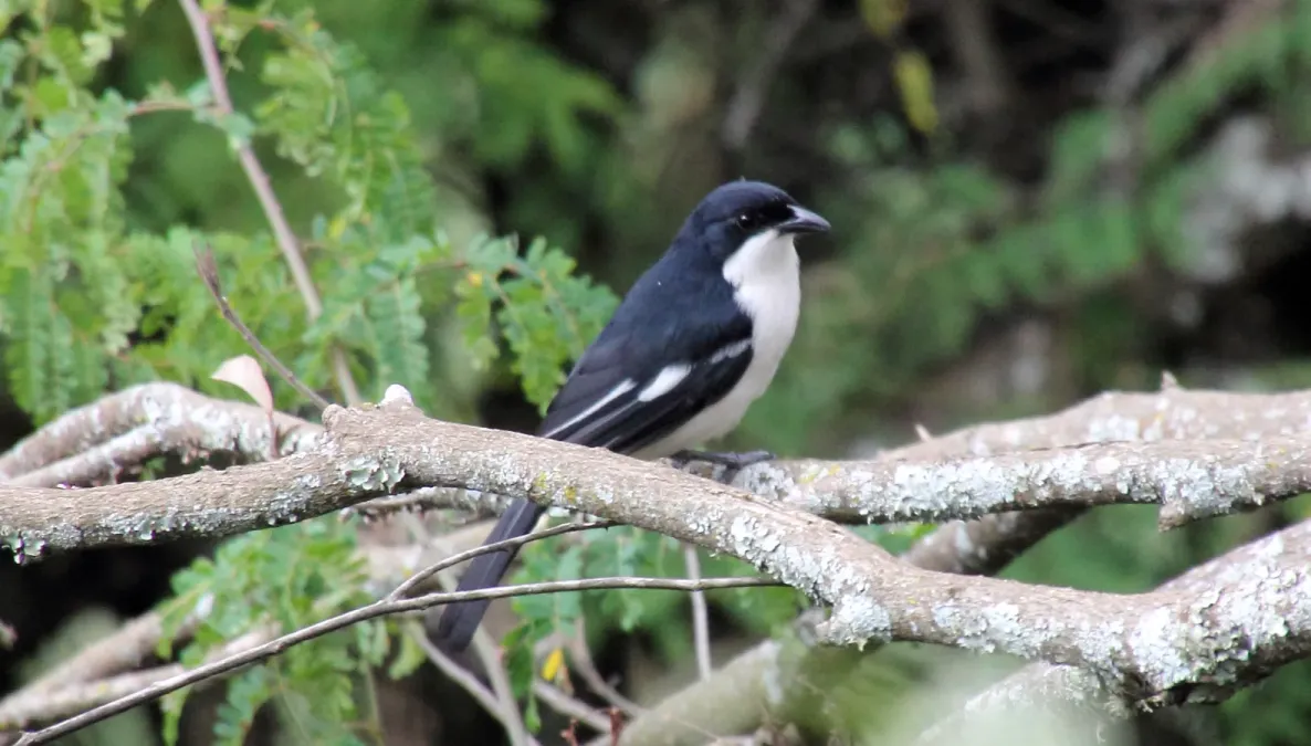 File:Tropical Boubou (Laniarius major) (44745888310).jpg