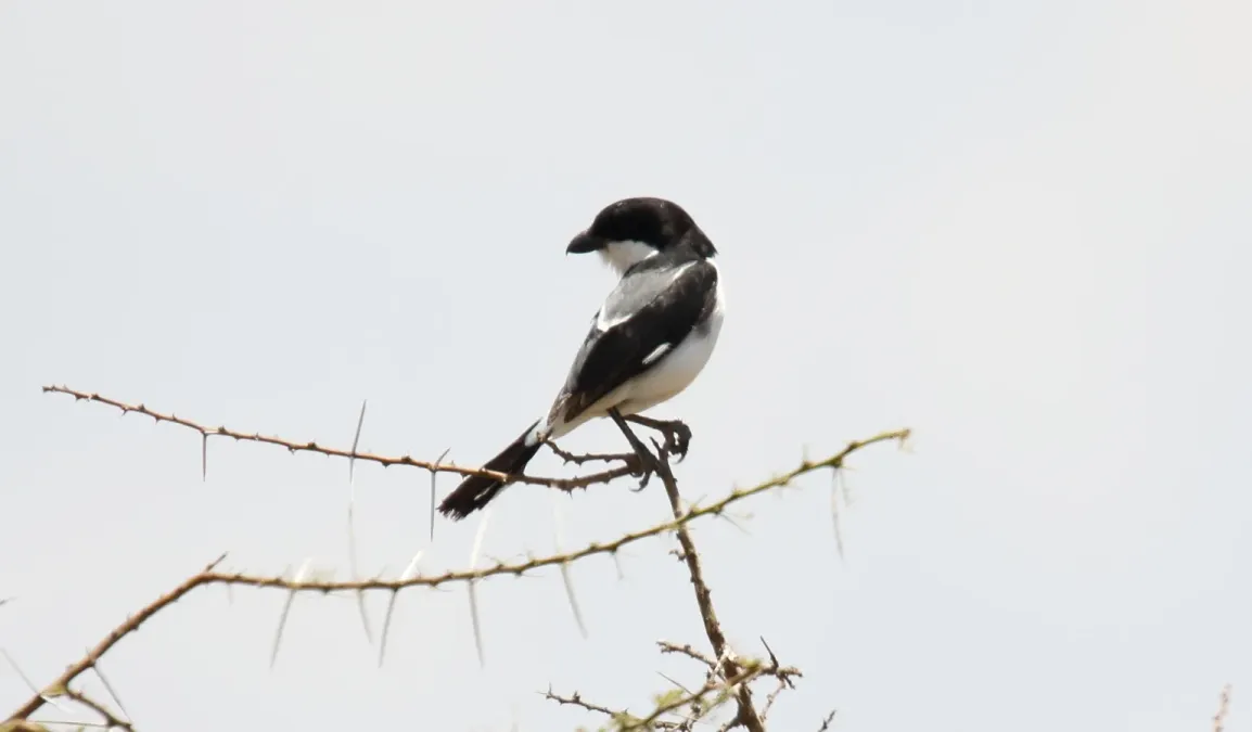 File:Taita Fiscal (Lanius dorsalis) (44745890290).jpg