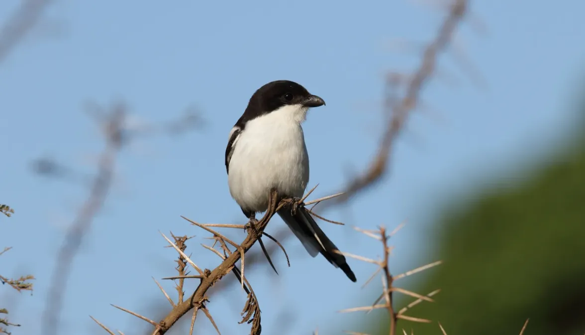 File:Northern Fiscal (Lanius humeralis) (45649646135).jpg
