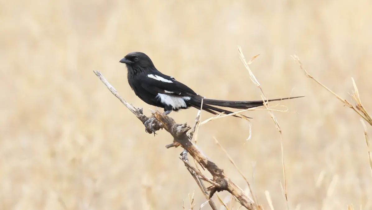 File:Magpie Shrike (Urolestes melanoleucus) (44745910470).jpg