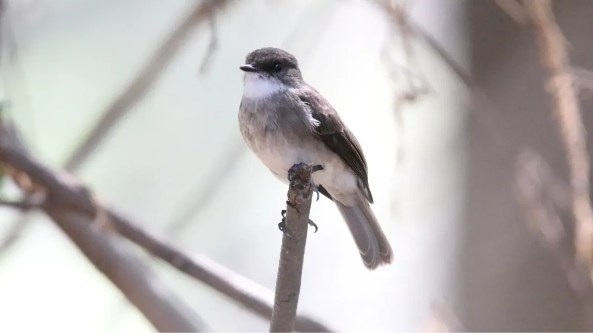 File:Swamp Flycatcher (Muscicapa aquatica) (44745559550).jpg