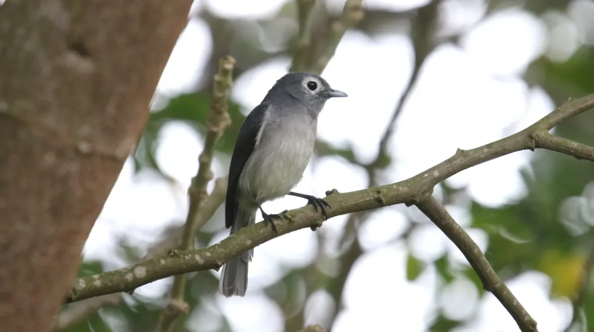 File:White-eyed Slaty Flycatcher (Melaenornis fischeri) (45649324245).jpg