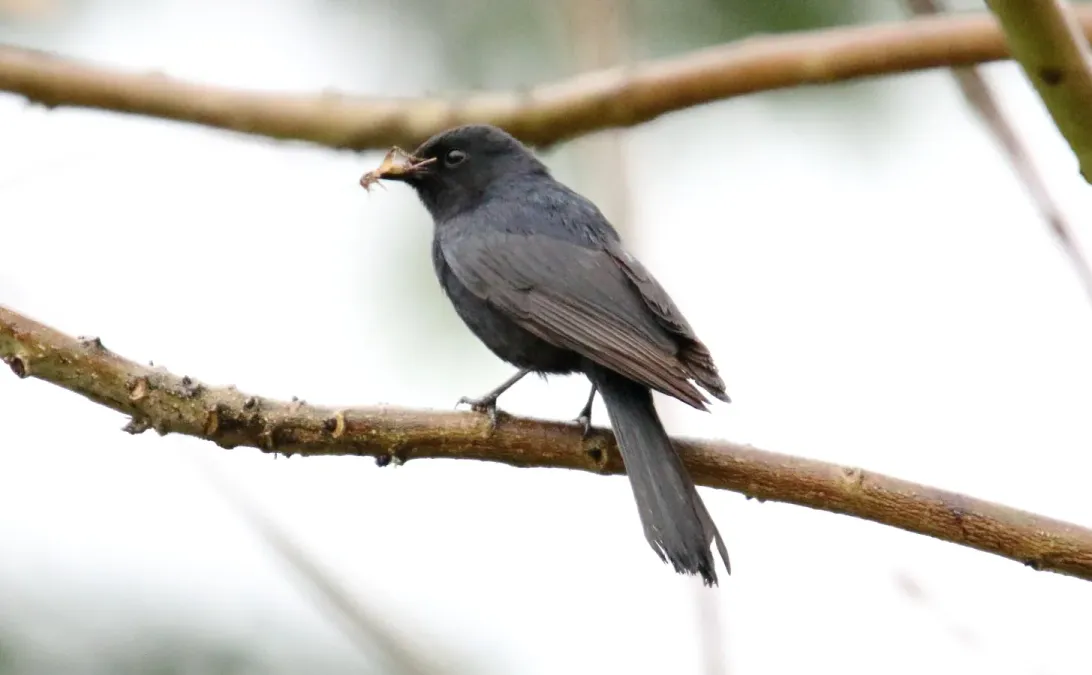 File:Southern Black Flycatcher (Melaenornis pammelaina) (46563286991).jpg