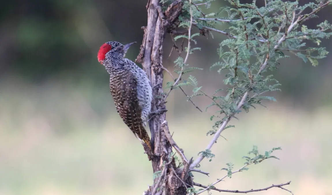 File:Nubian Woodpecker (Campethera nubica) (45839320944).jpg