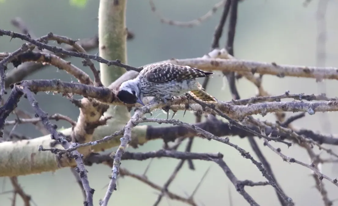 File:Cardinal Woodpecker (Dendropicos fuscescens) (31622355047).jpg