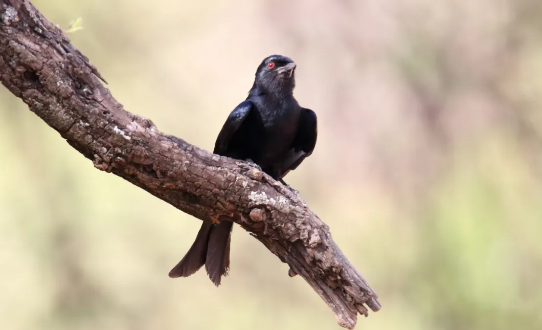 File:Fork-tailed Drongo (Dicrurus adsimilis) (46511317722).jpg