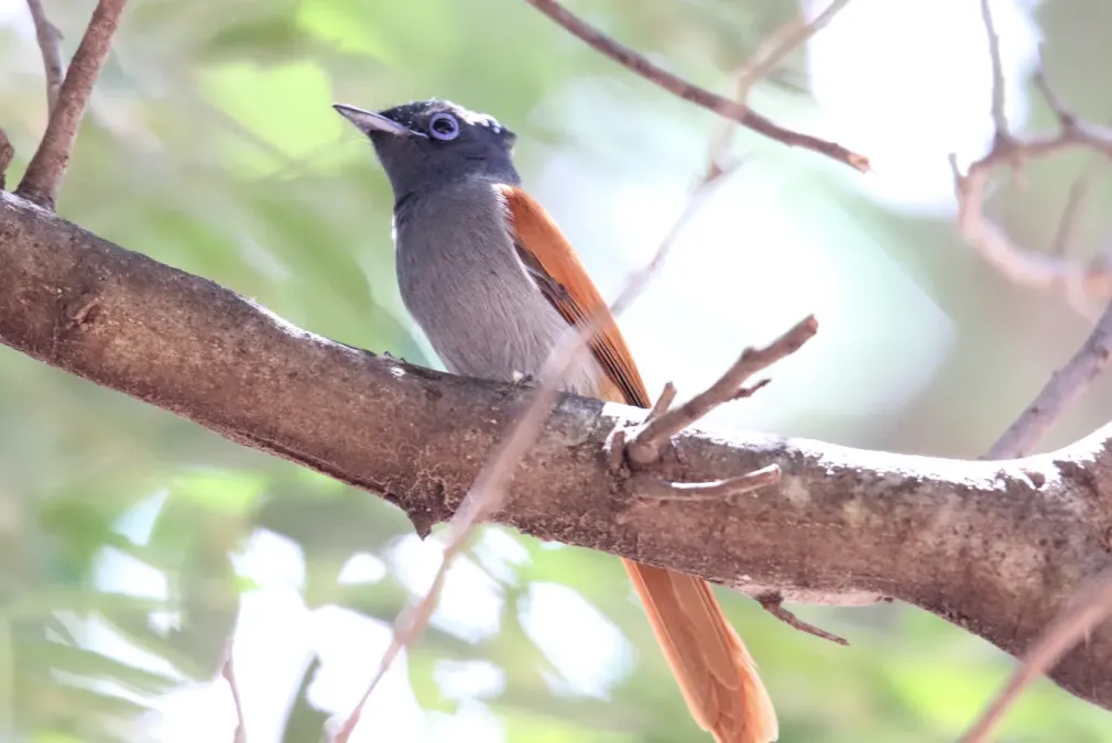 File:African Paradise-Flycatcher (Terpsiphone viridis) (46511355132).jpg