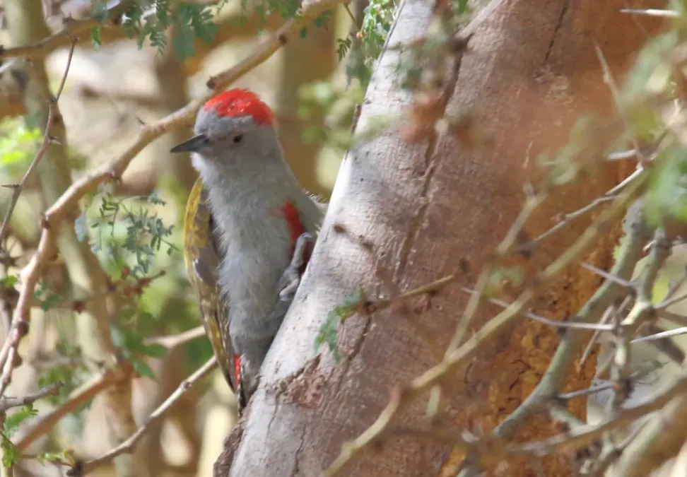 File:African Grey Woodpecker (Dendropicos goertae) (45649382145).jpg