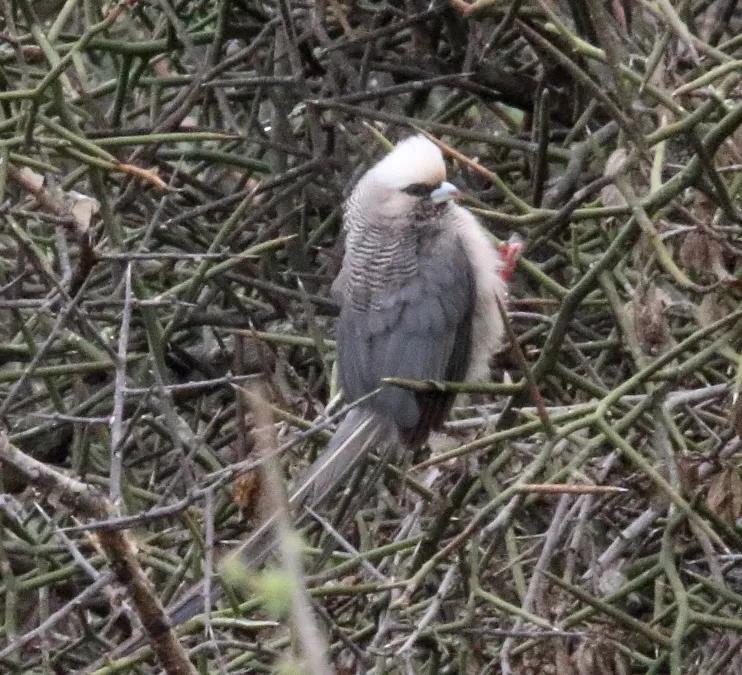 File:White-headed Mousebird (Colius leucocephalus) (45648459865).jpg