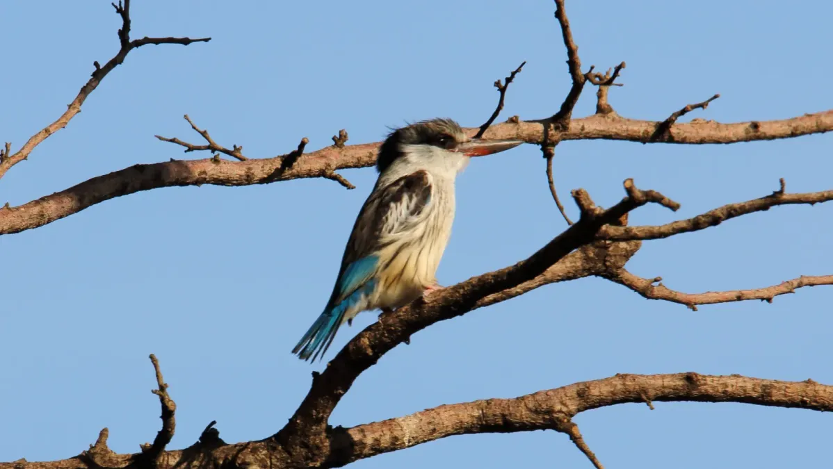 File:Striped Kingfisher (Halcyon chelicuti) (31621495457).jpg