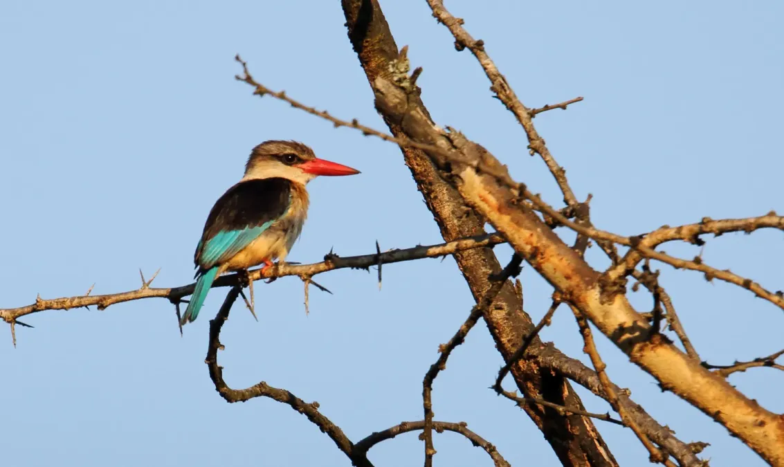 File:Brown-hooded Kingfisher (Halcyon albiventris) (45838498904).jpg