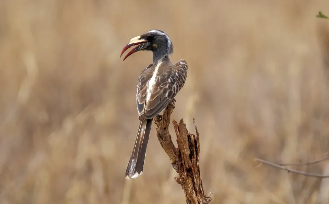 File:African Grey Hornbill (Lophoceros nasutus) (45838510004).jpg