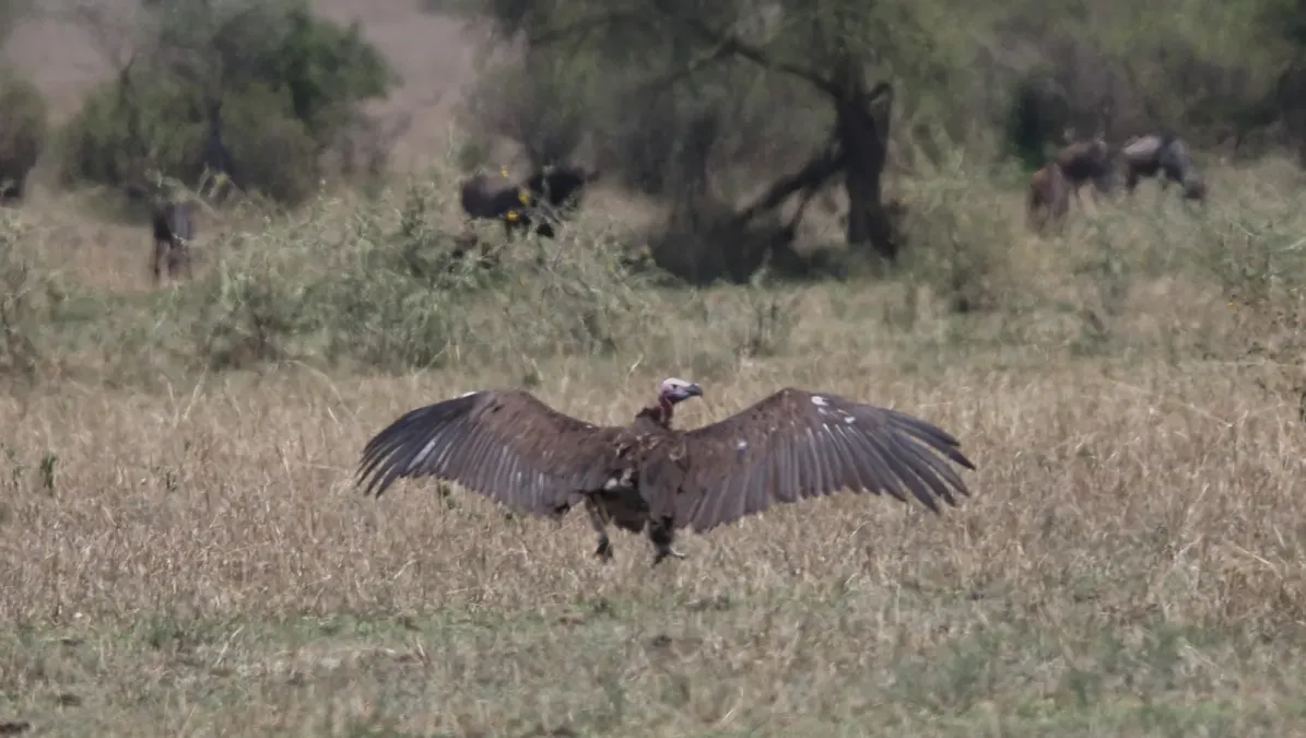File:Lappet-faced Vulture (Torgos tracheliotos) (45647847905).jpg