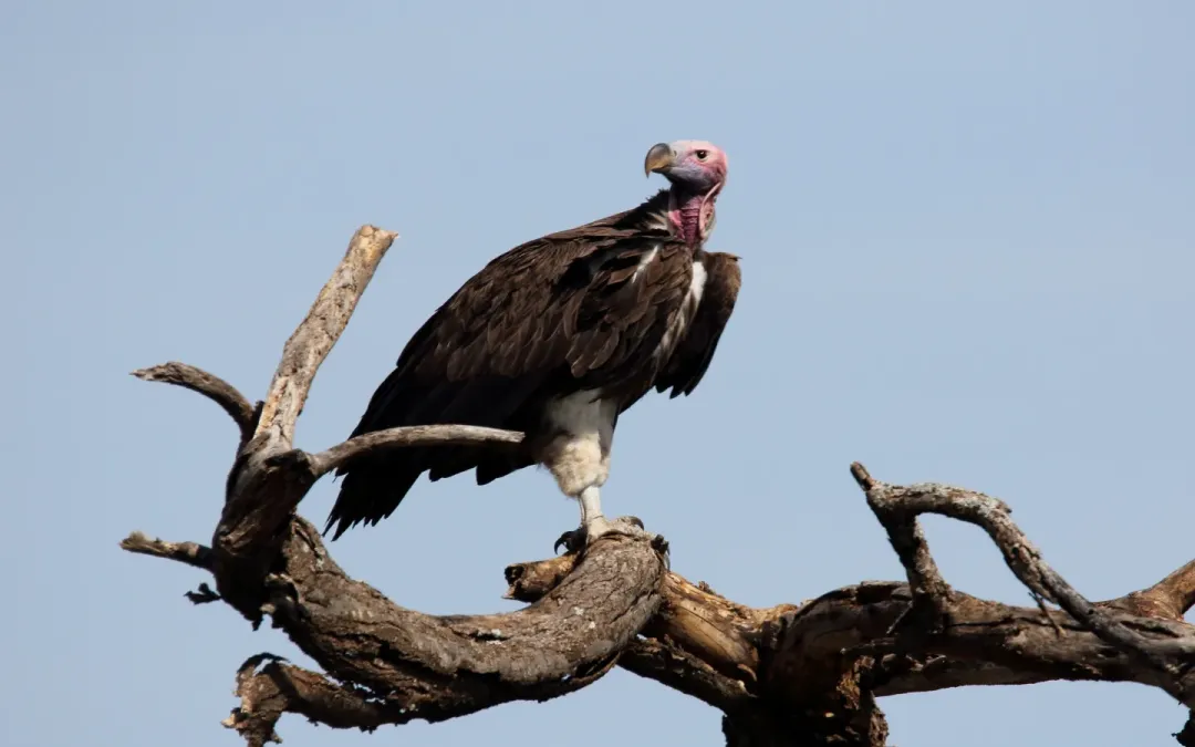 File:Lappet-faced Vulture (Torgos tracheliotos) (46561681481).jpg