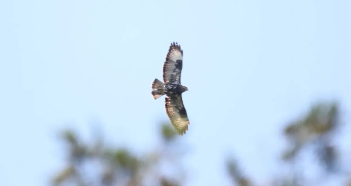 File:Mountain Buzzard (Buteo oreophilus) (45837296904).jpg