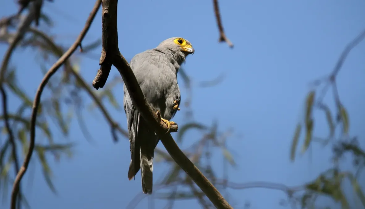File:Grey Kestrel (Falco ardosiaceus) (45647444695).jpg