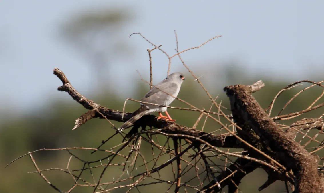 File:Gabar Goshawk (Micronisus gabar) (46509331432).jpg