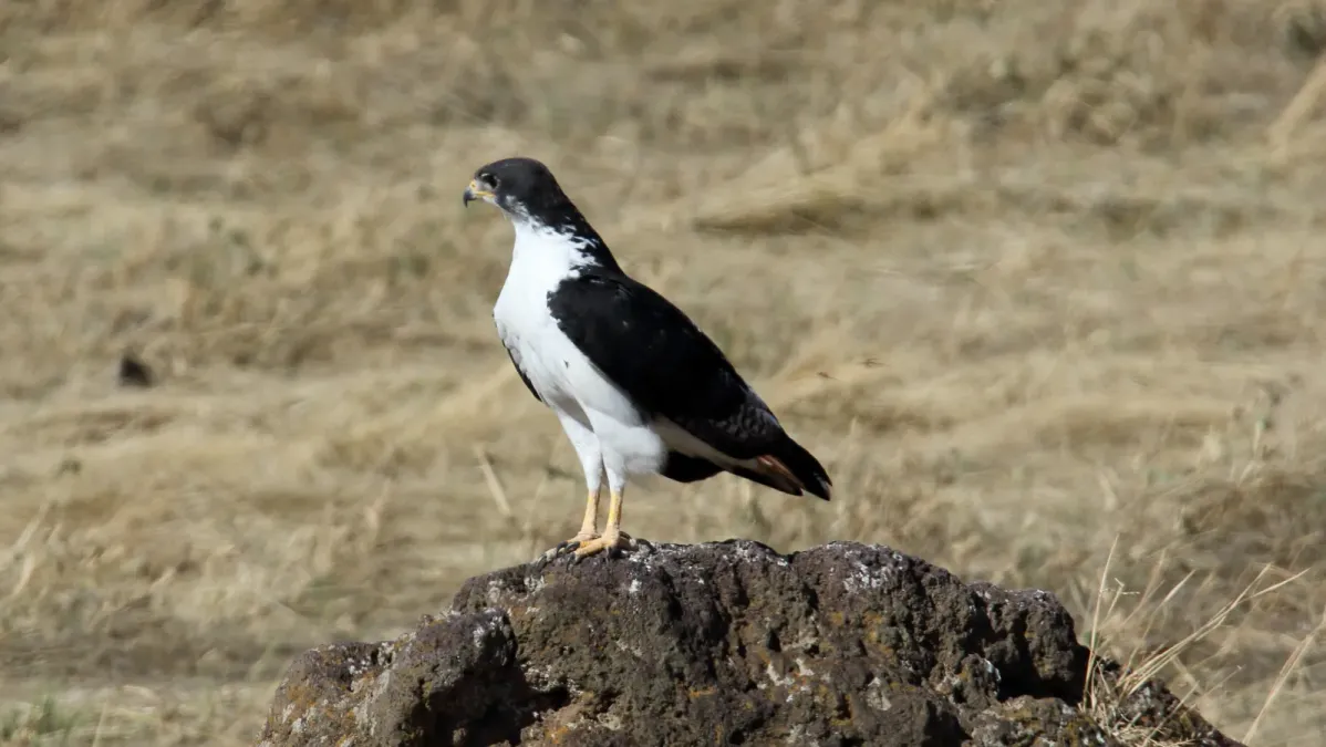 File:Augur Buzzard (Buteo augur) (44743742380).jpg