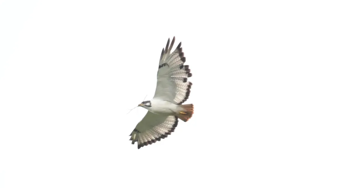 File:Augur Buzzard (Buteo augur) (45647497645).jpg