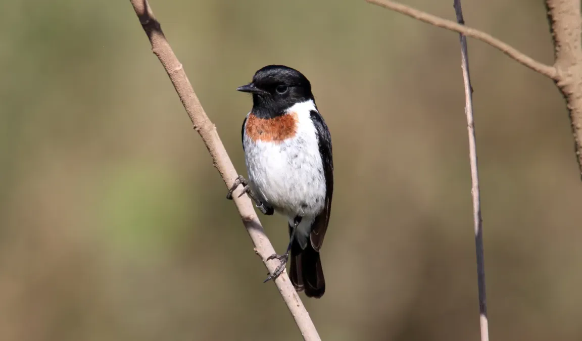 File:African Stonechat (Saxicola torquatus), Tanzania (45855480924).jpg