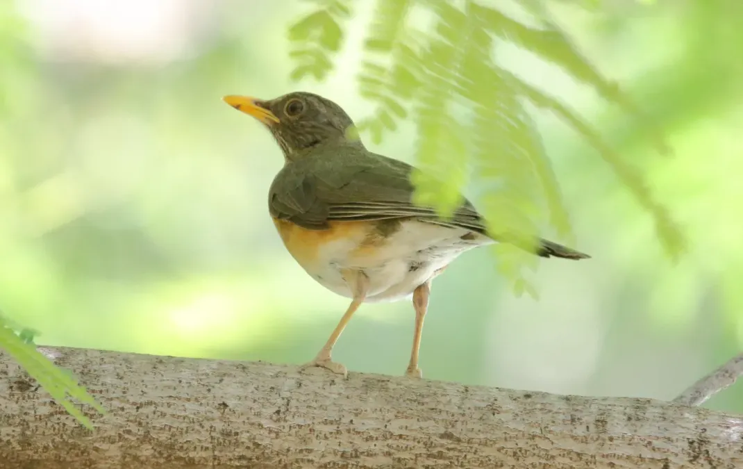 File:Abyssinian Thrush (Turdus abyssinicus) (46579719271).jpg