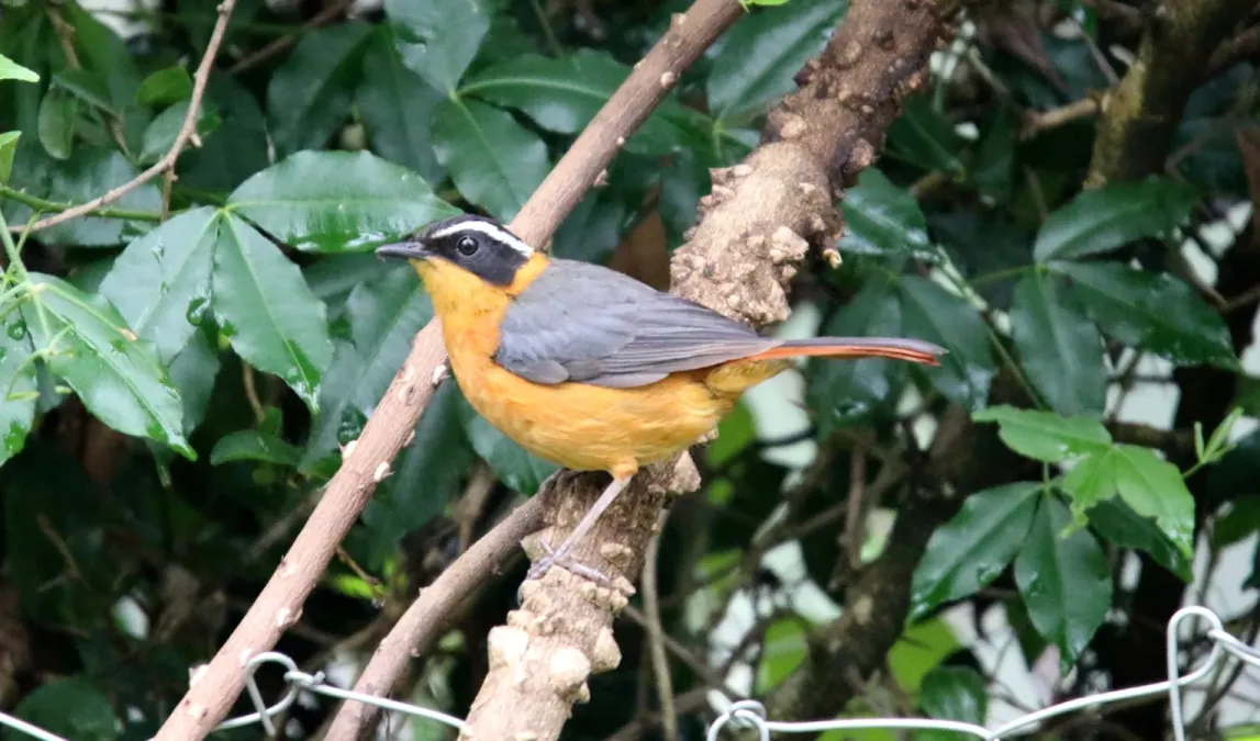 File:Ruppell's Robin-Chat (Cossypha semirufa) (45855319714).jpg