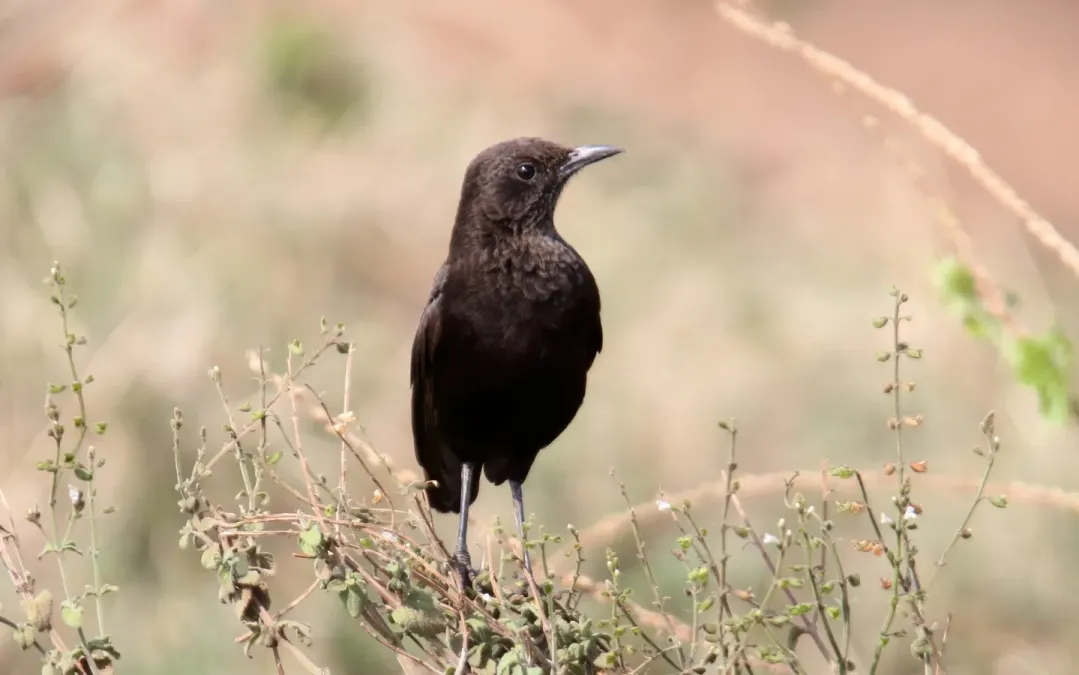 File:Northern Anteater-Chat (Myrmecocichla aethiops) (45855335184).jpg