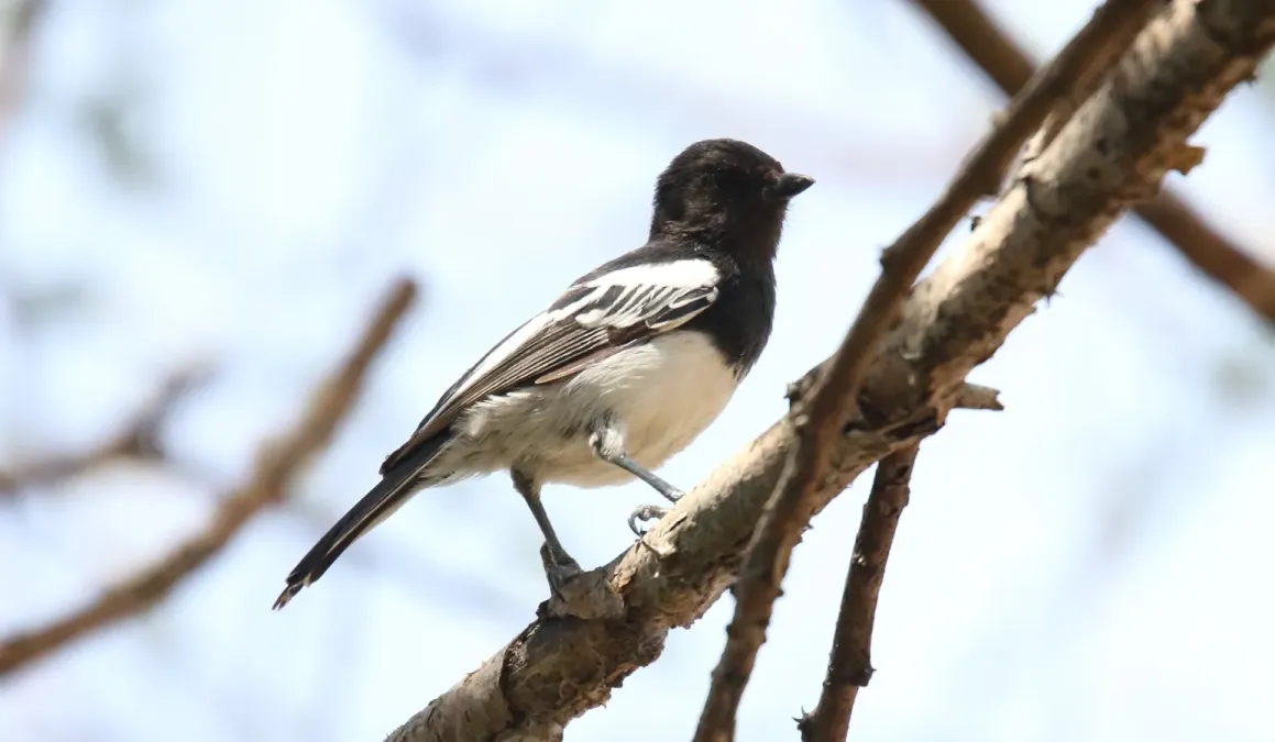 File:White-bellied Tit (Melaniparus albiventris) (44760102370).jpg