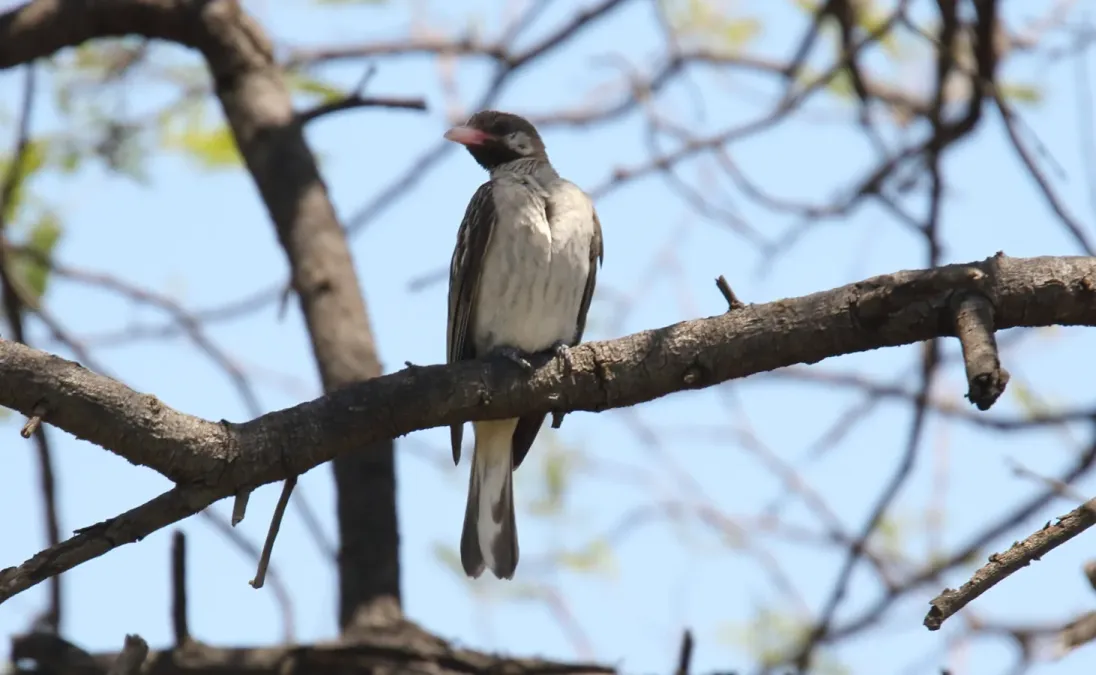 File:Greater Honeyguide (Indicator indicator) (45663851145).jpg