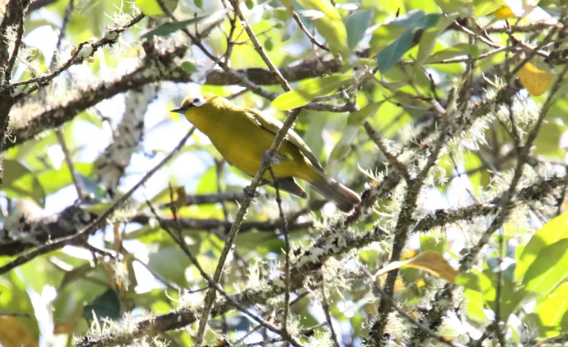 File:Broad-ringed White-eye (Zosterops eurycricotus), Tanzania (44760138690).jpg