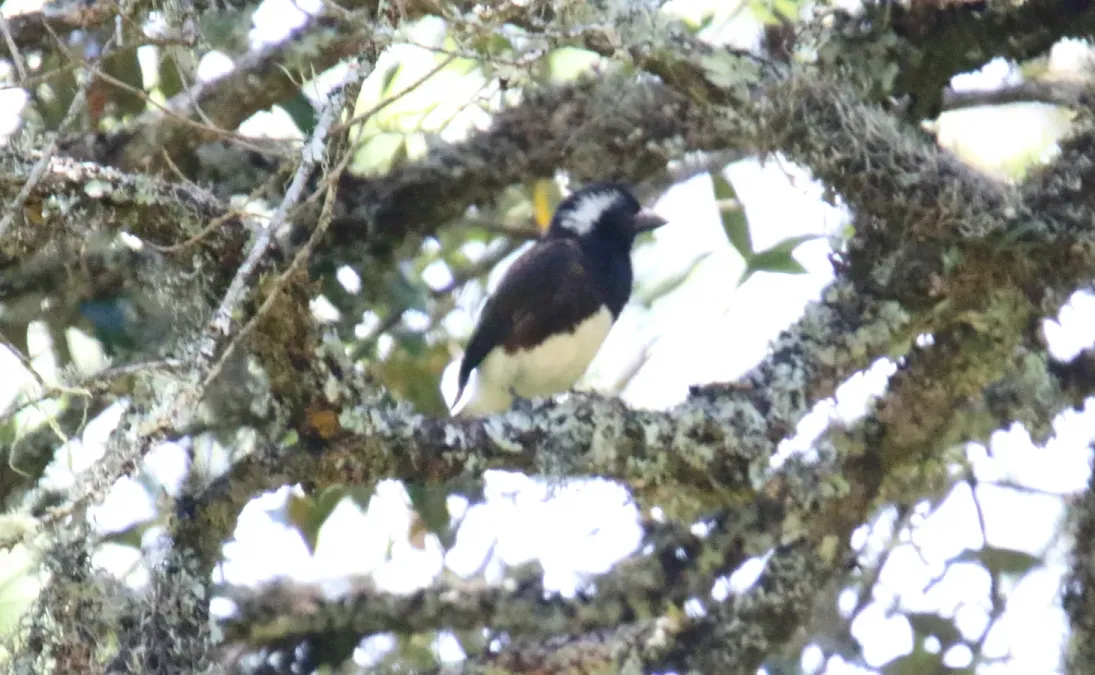 File:White-eared Barbet (Stactolaema leucotis) (46524910792).jpg