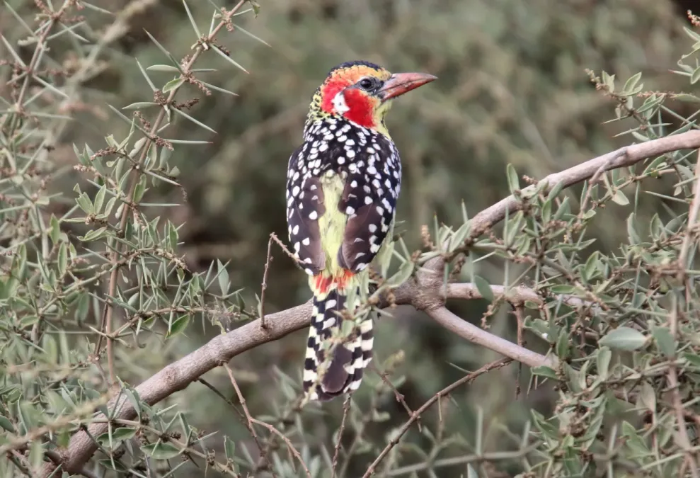 File:Red-and-Yellow Barbet (Trachyphonus erythrocephalus) (46577160861).jpg