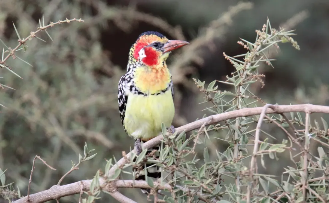 File:Red-and-Yellow Barbet (Trachyphonus erythrocephalus) (46524923292).jpg