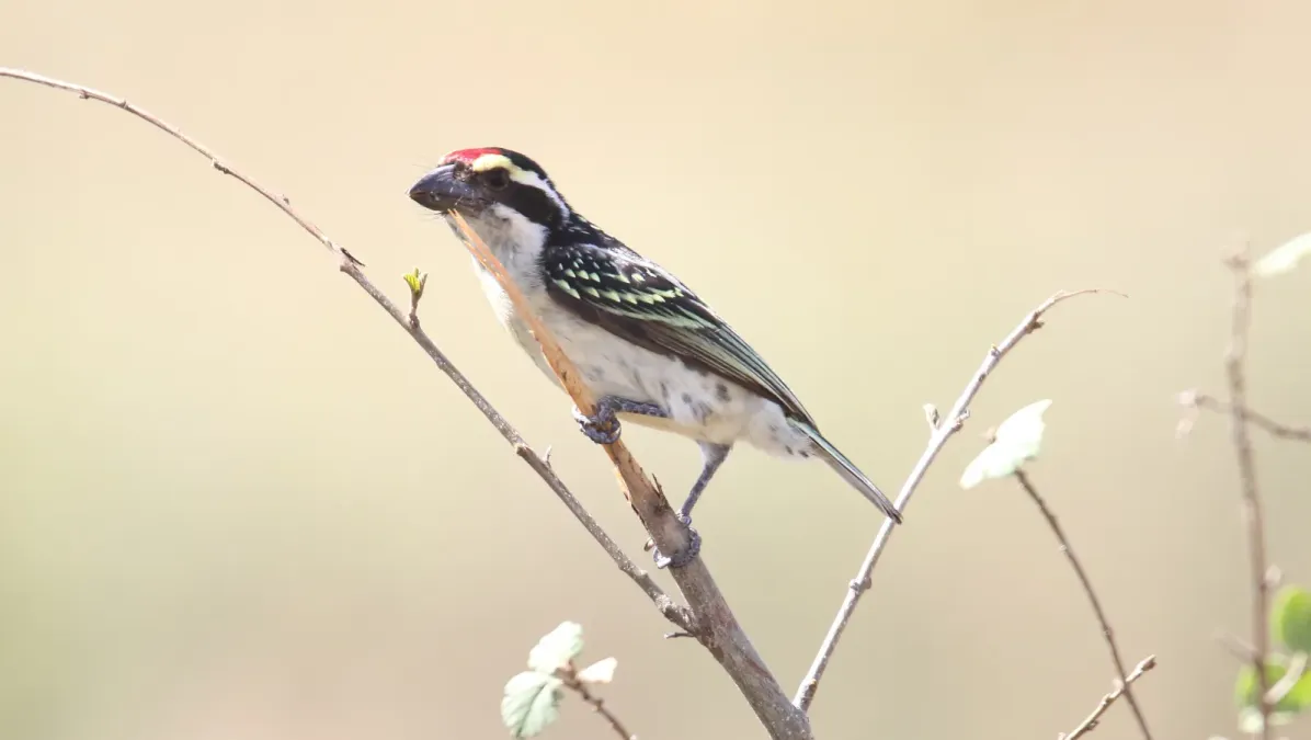 File:Red-fronted Barbet (Tricholaema diademata) (45853076134).jpg