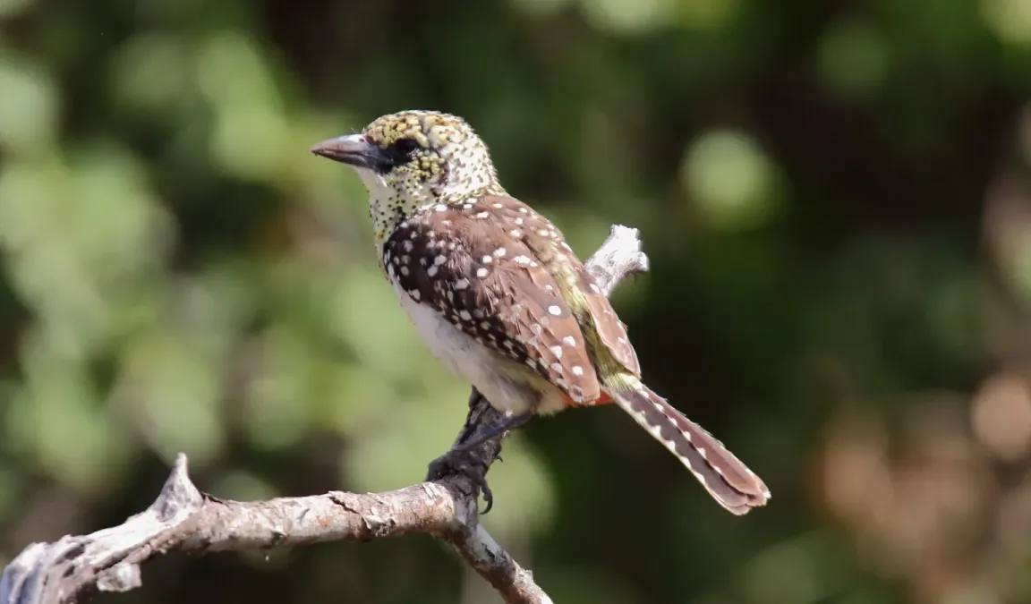 File:D'Arnaud's Barbet (Trachyphonus darnaudii) (45853090544).jpg