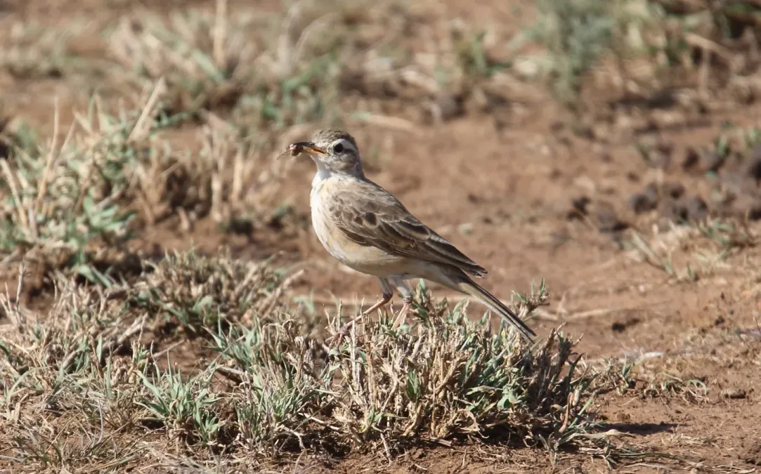 File:Plain-backed Pipit (Anthus leucophrys) (45852865804).jpg
