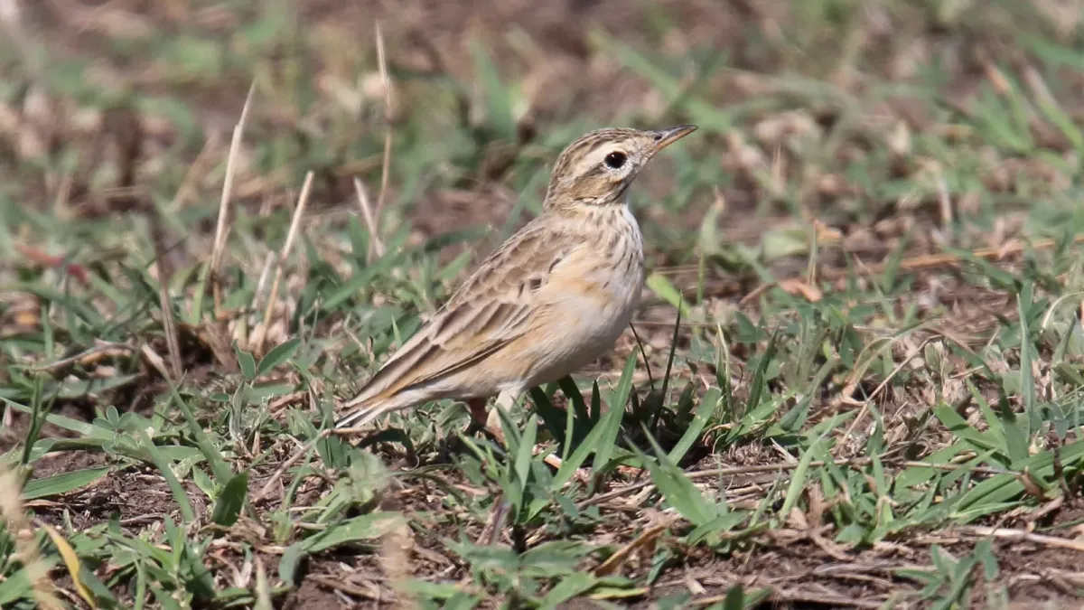 File:African Pipit (Anthus cinnamomeus) (46576934591).jpg