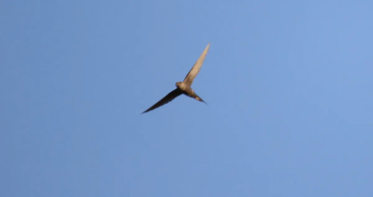 File:African Palm-Swift (Cypsiurus parvus) (46524567502).jpg