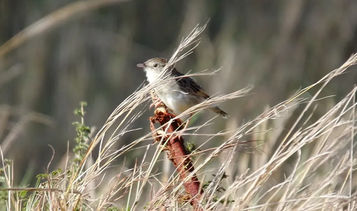 File:Croking Cisticola (Cisticola natalensis) (46523524722).jpg