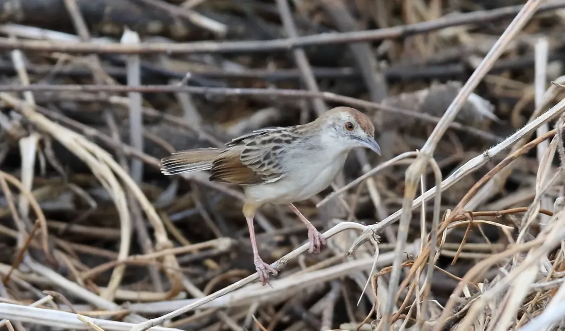 File:Rattling Cisticola (Cisticola chiniana) (44757765330).jpg