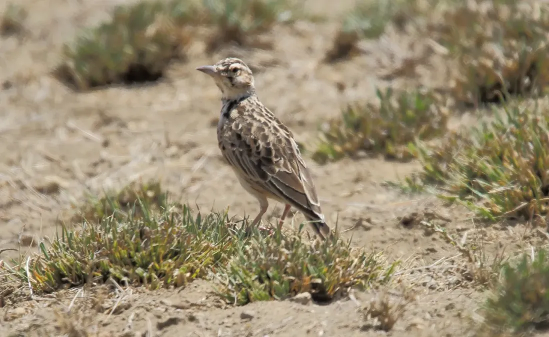 File:Short-tailed Lark (Spizocorys fremantlii) (46523391942).jpg