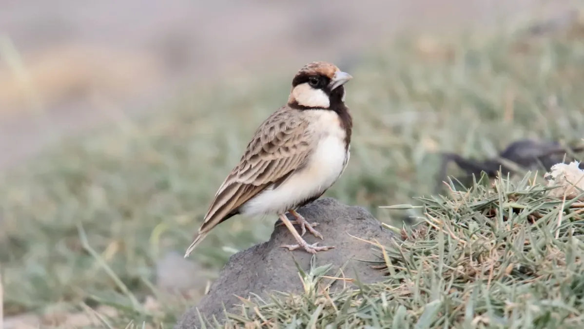File:Fischer's Sparrow-Lark (Eremopterix leucopareia) (31634436537).jpg