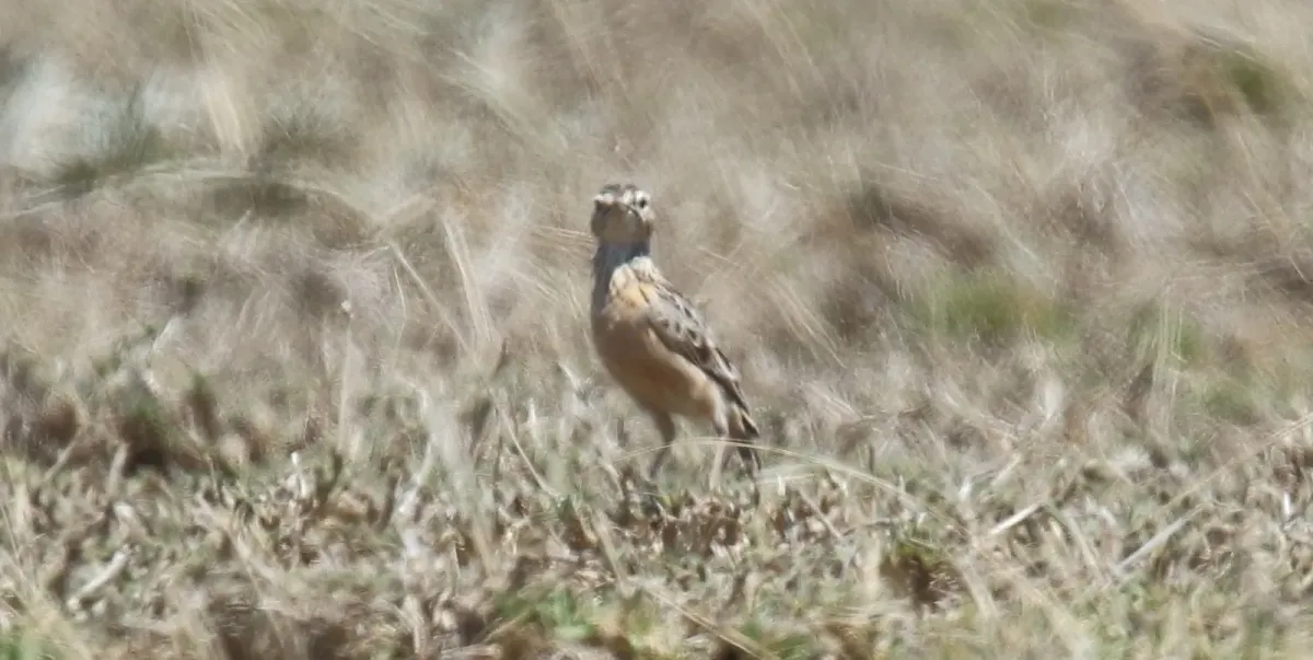 File:Beesley's Lark, Beesley's (Chersomanes beesleyi) 3 (46575626381).jpg