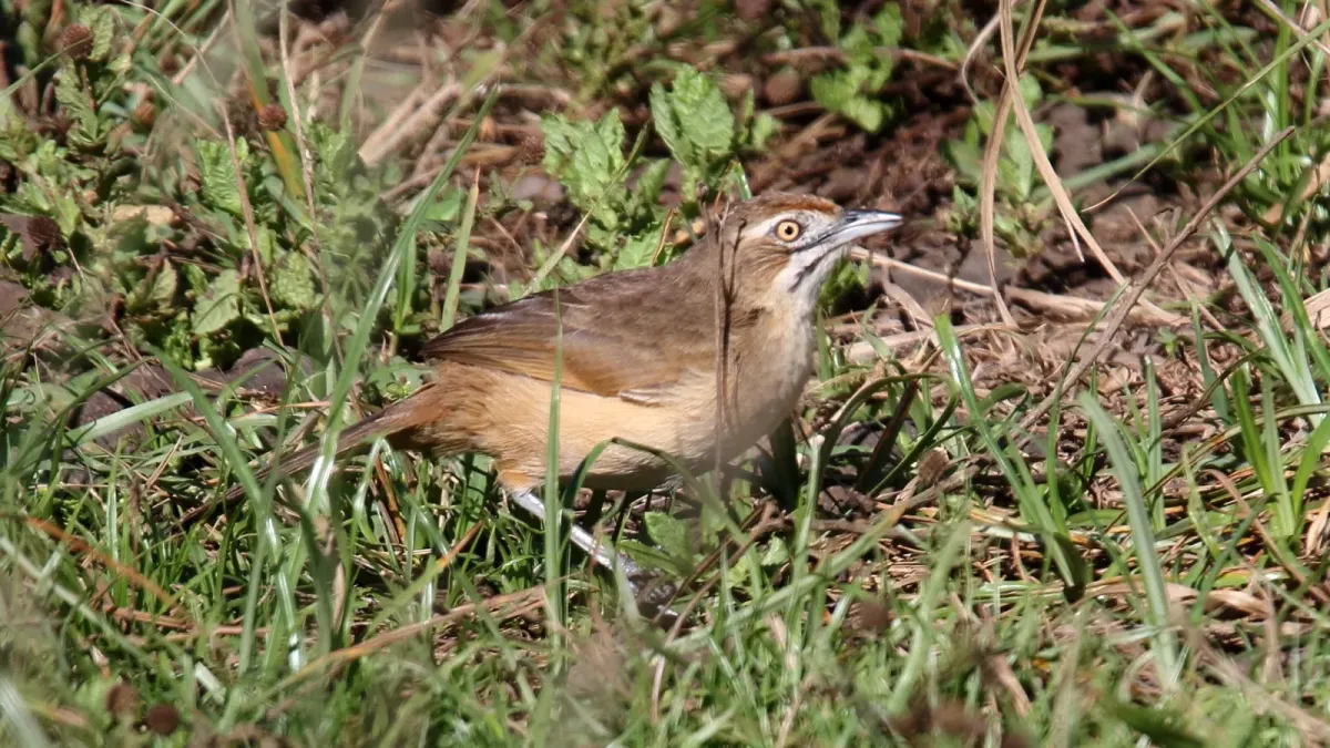 File:Moustached Grass-Warbler (Melocichla mentalis) (31633935667).jpg