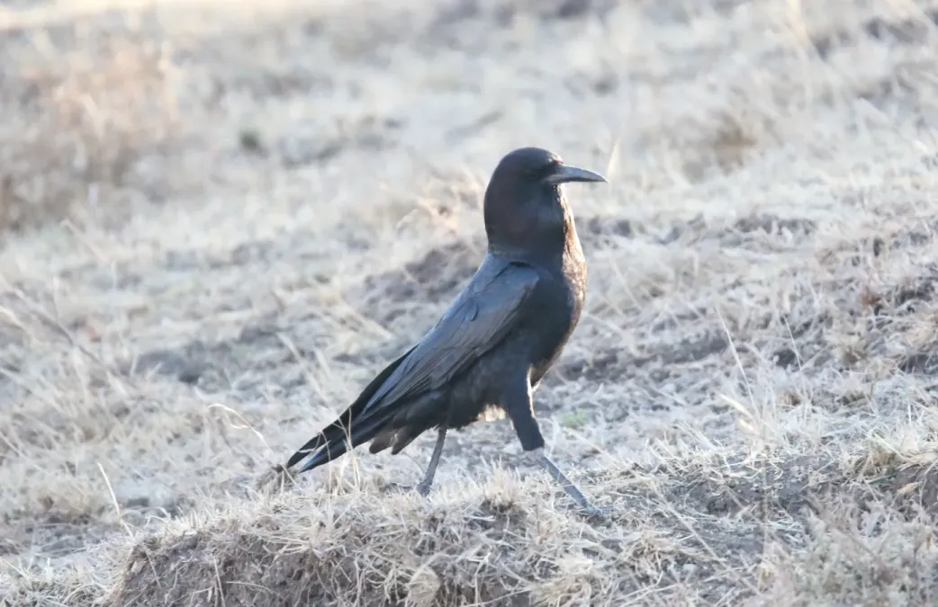 File:Cape Crow (Corvus capensis) (32701262018).jpg