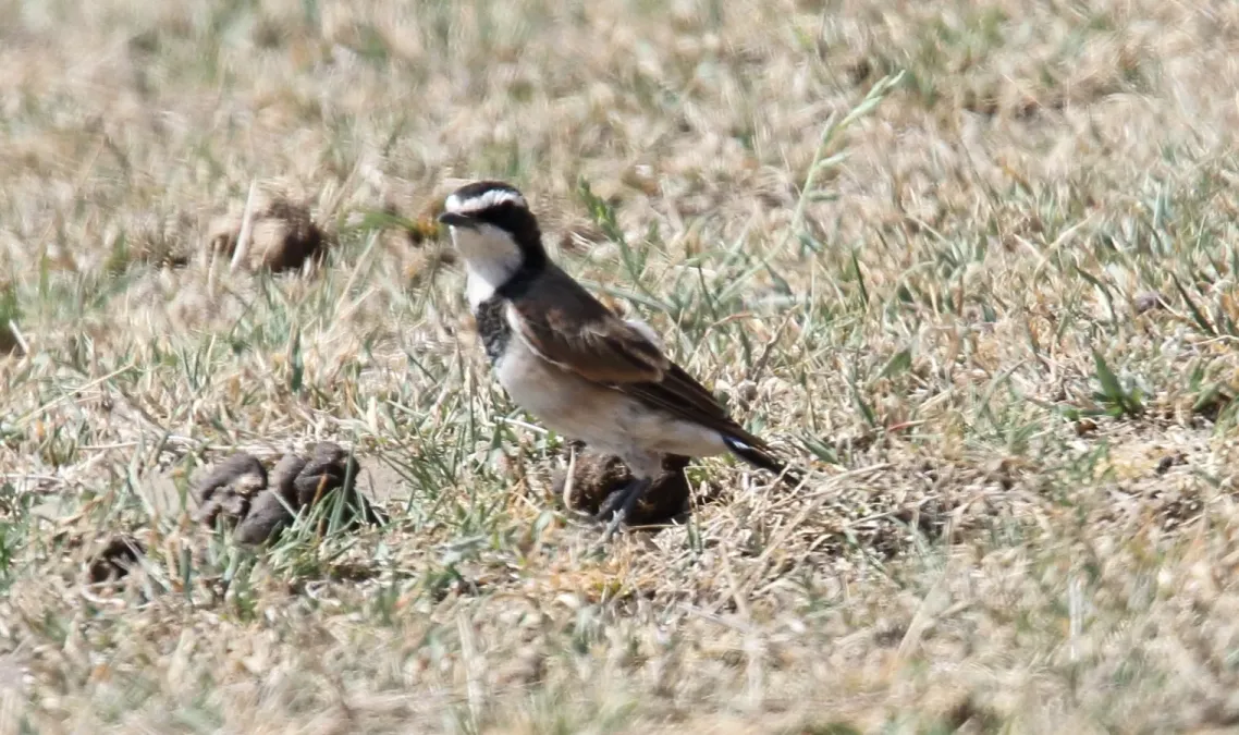 File:Capped Wheatear (Oenanthe pileata) (45665299545).jpg