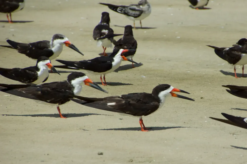 File:Black skimmer (Rynchops niger).jpg