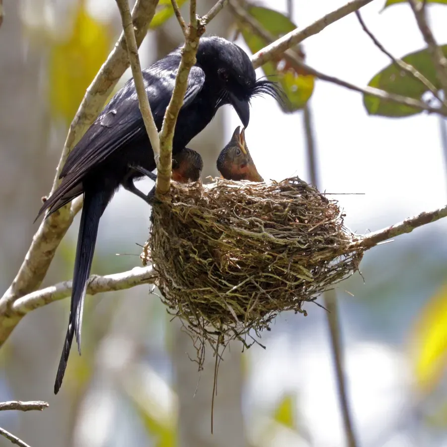 File:Crested drongo (Dicrurus forficatus forficatus) feeding.jpg